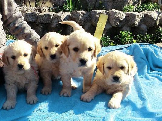 PoulaTo: Kαλή τιμή!!!.Πουλάω όμορφα κουτάβια ράτσα GOLDEN RETRIEVER- Γκολντεν Ριτριβερ-250 euro